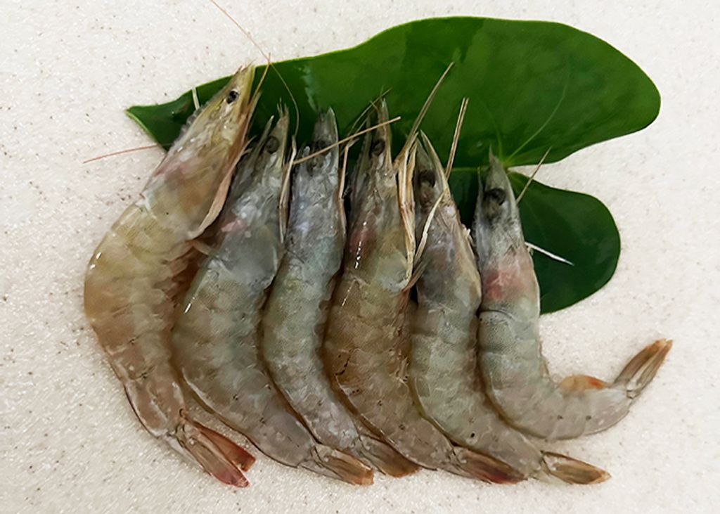 白蝦