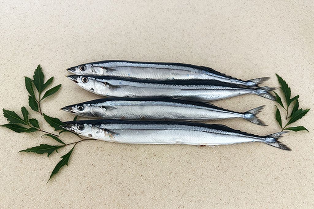 秋刀魚4號00