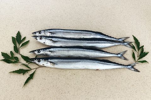 秋刀魚4號00