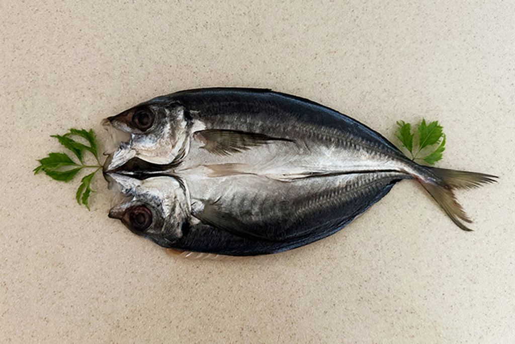 冷凍新一夜干竹筴魚 315g±10 19尾5.98kg箱-彩袋 00