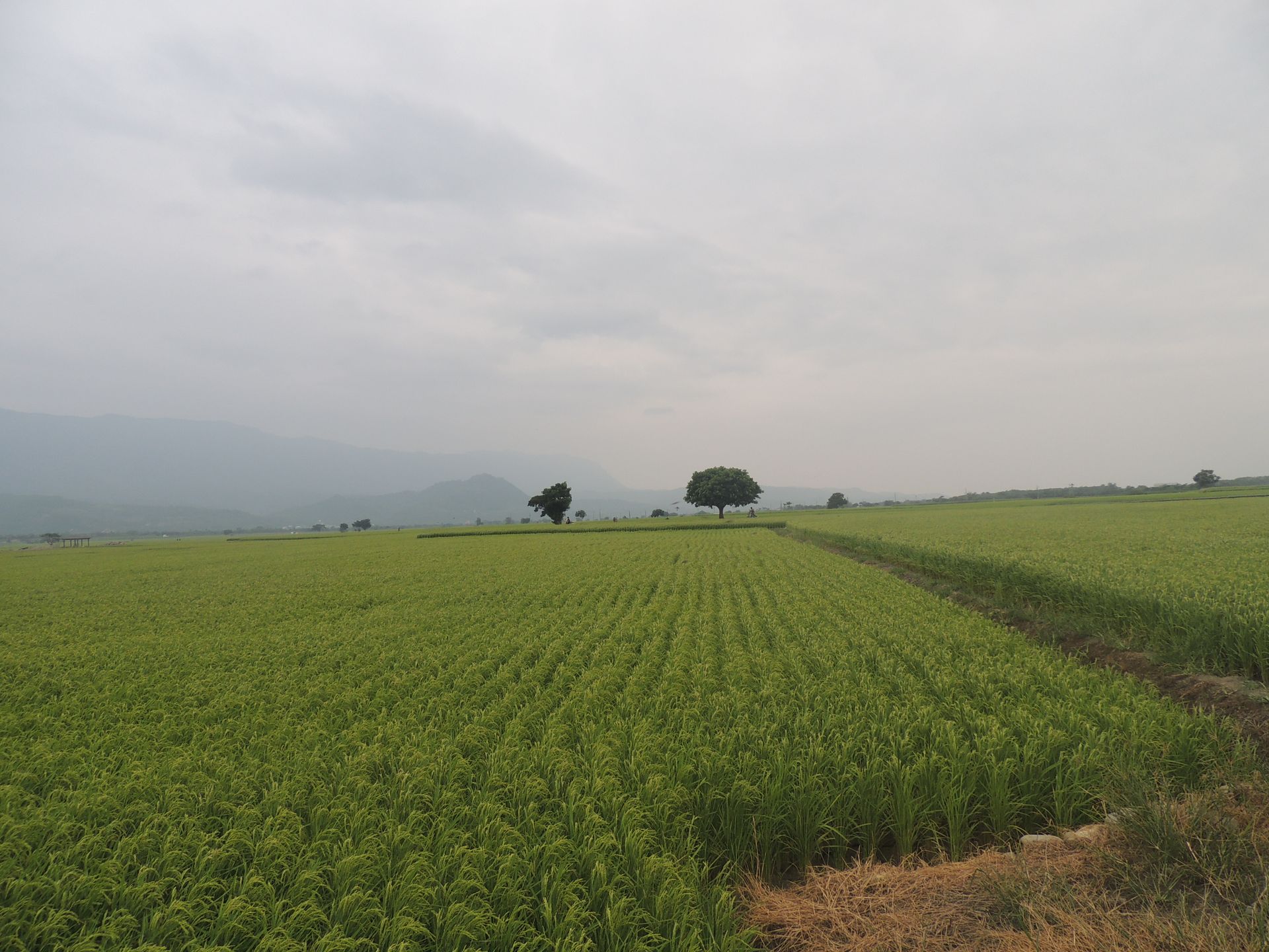 無刷割草機 尼龍繩打草實機操作
