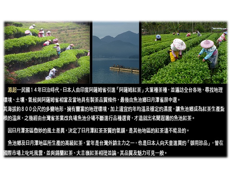 其海拔約800公尺的多變地形,擁有豐富的地理環境,加上適宜的年均溫及穩定的濕度,讓魚池鄉成為紅茶生產紮