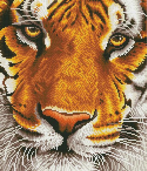 DD8.001%20Bengal%20Magic