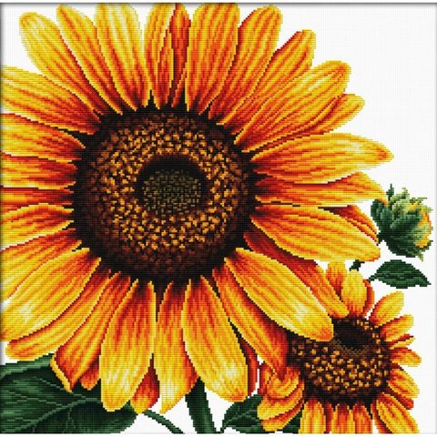 640.085-700x700_Sunflower__43077.1639723295