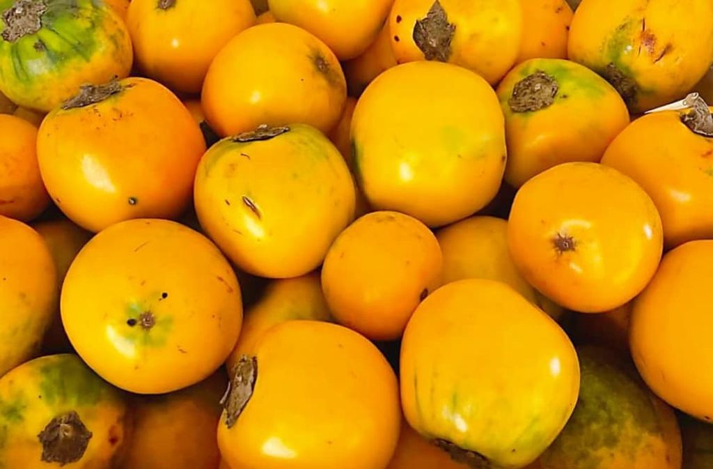 terung asam-01