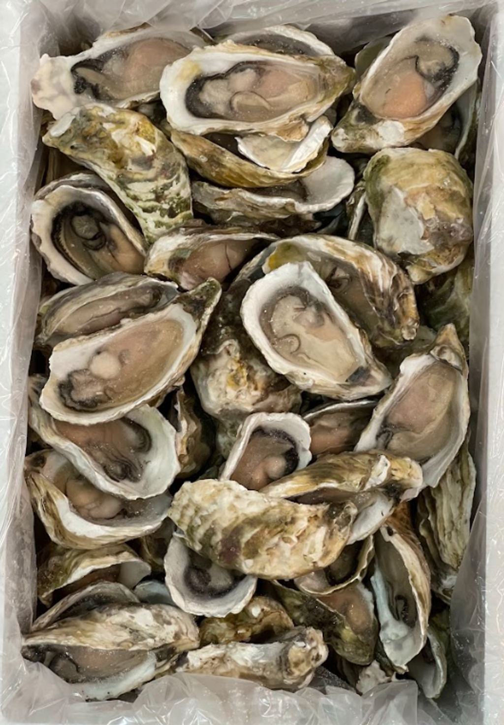 HALF SHELL OYSTER 1