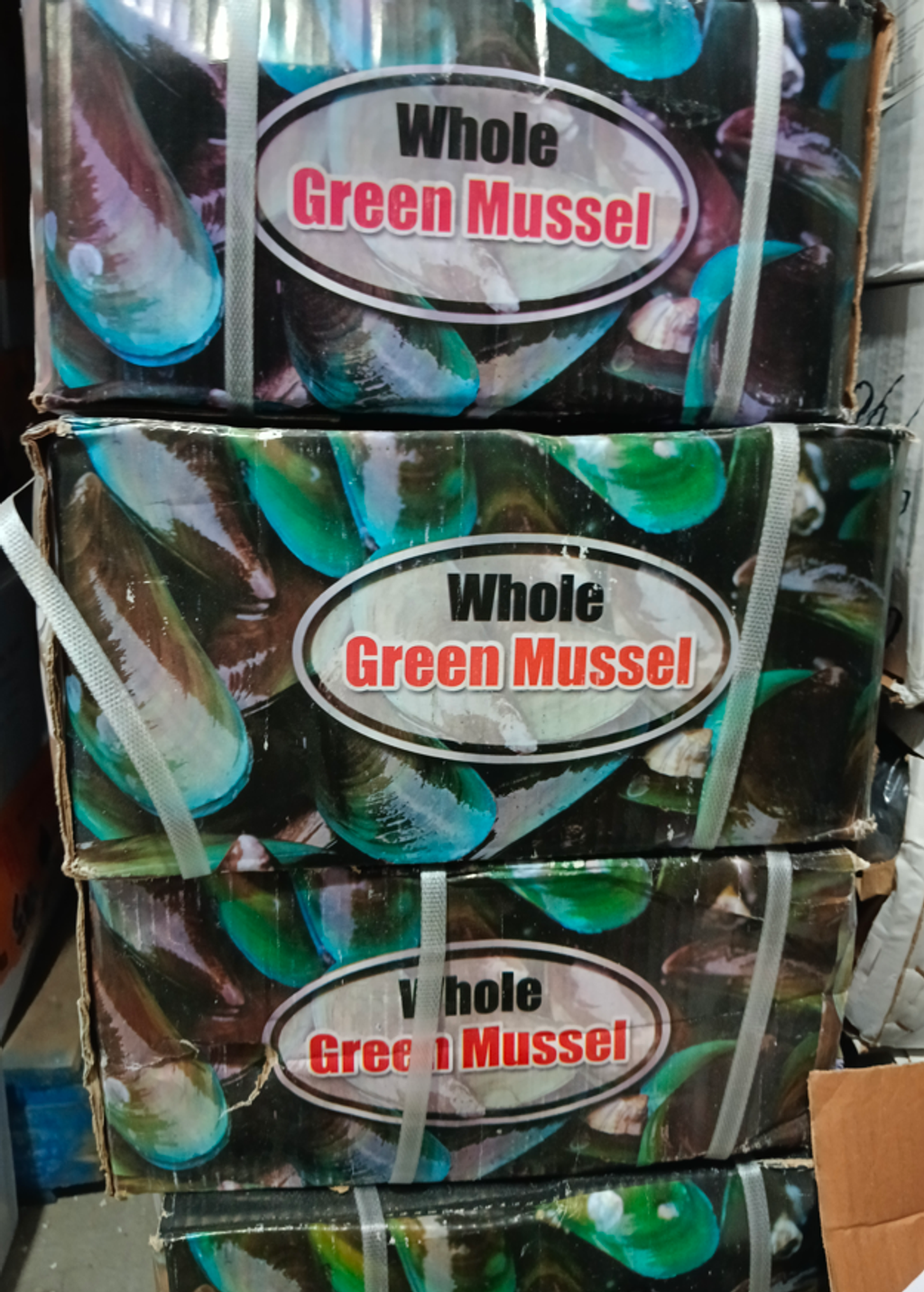 WHOLE GREEN MUSSEL 1