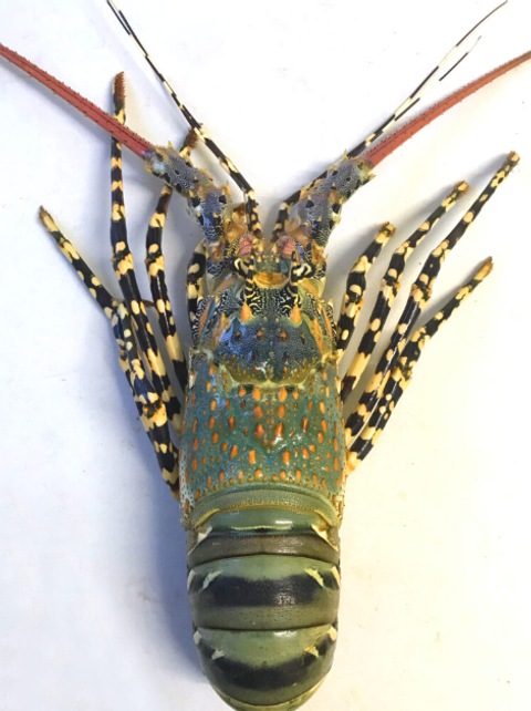 lobster 1