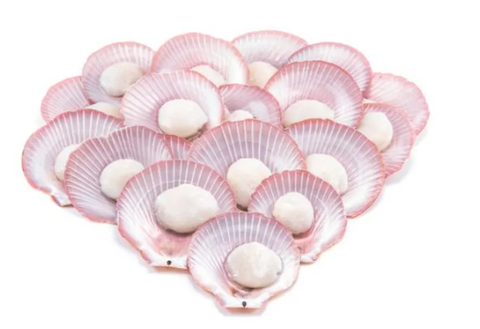 HALF SHELL PINK SCALLOP 2