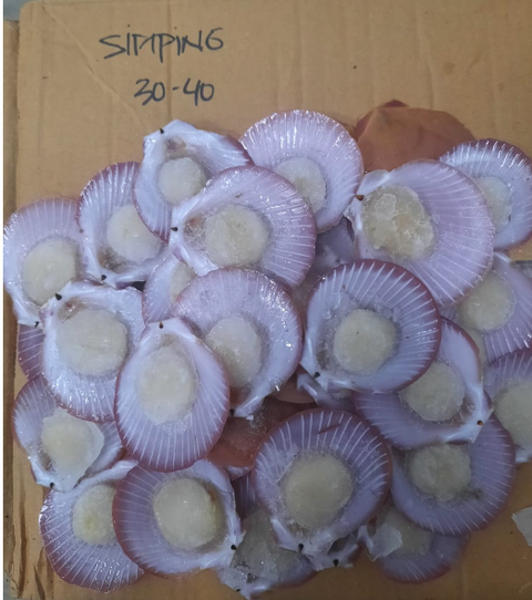 HALF SHELL PINK SCALLOP 1