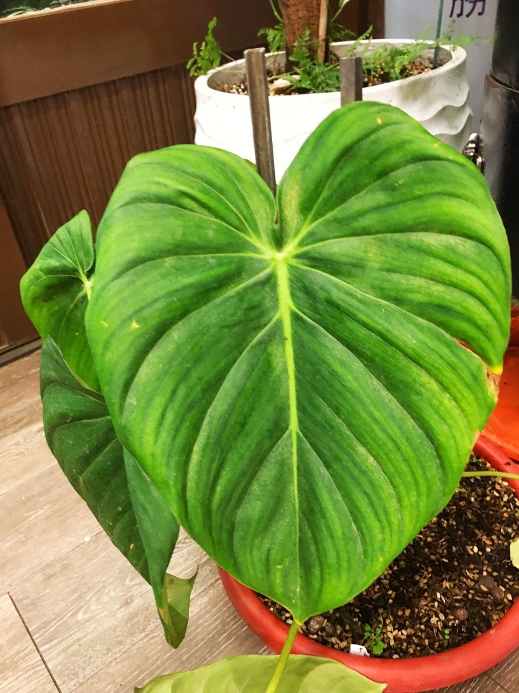 S__23969828