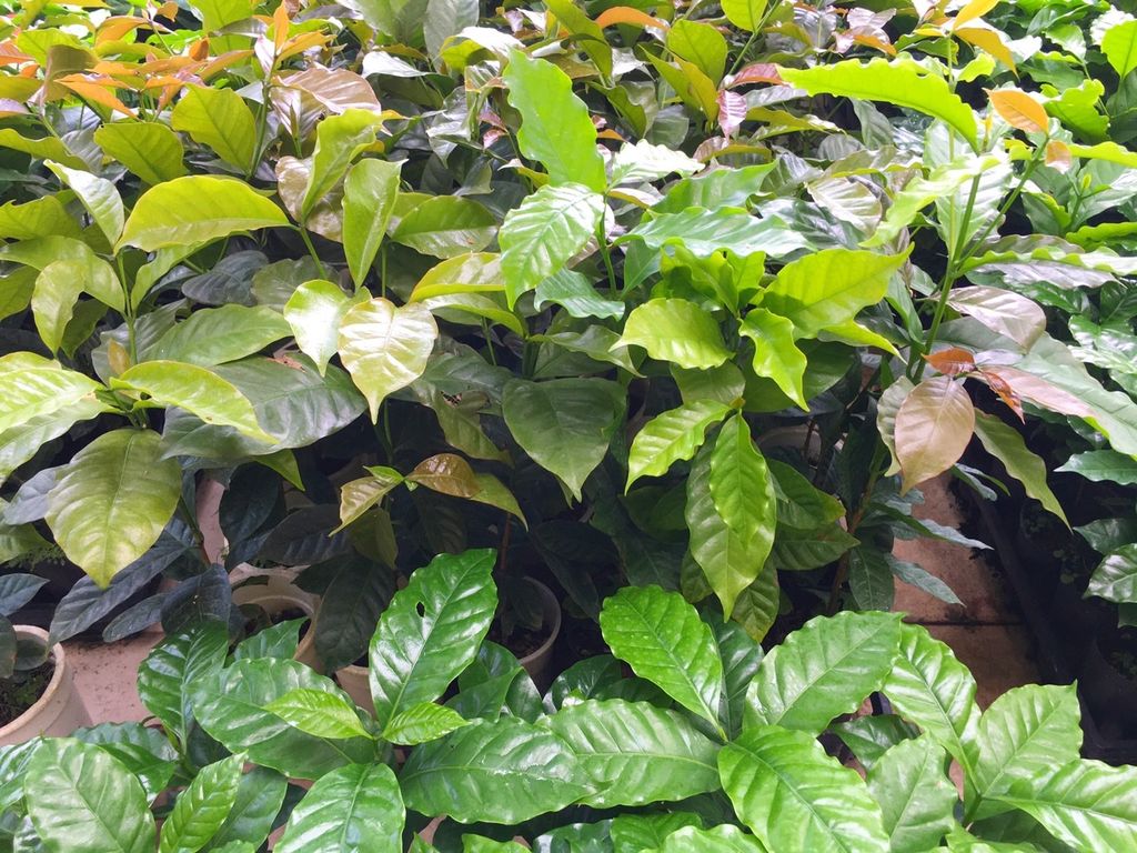 S__24256525