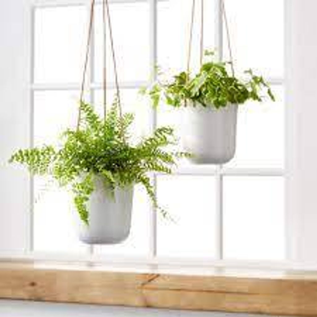 18. Hanging Plant
