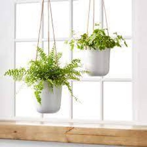 18. Hanging Plant