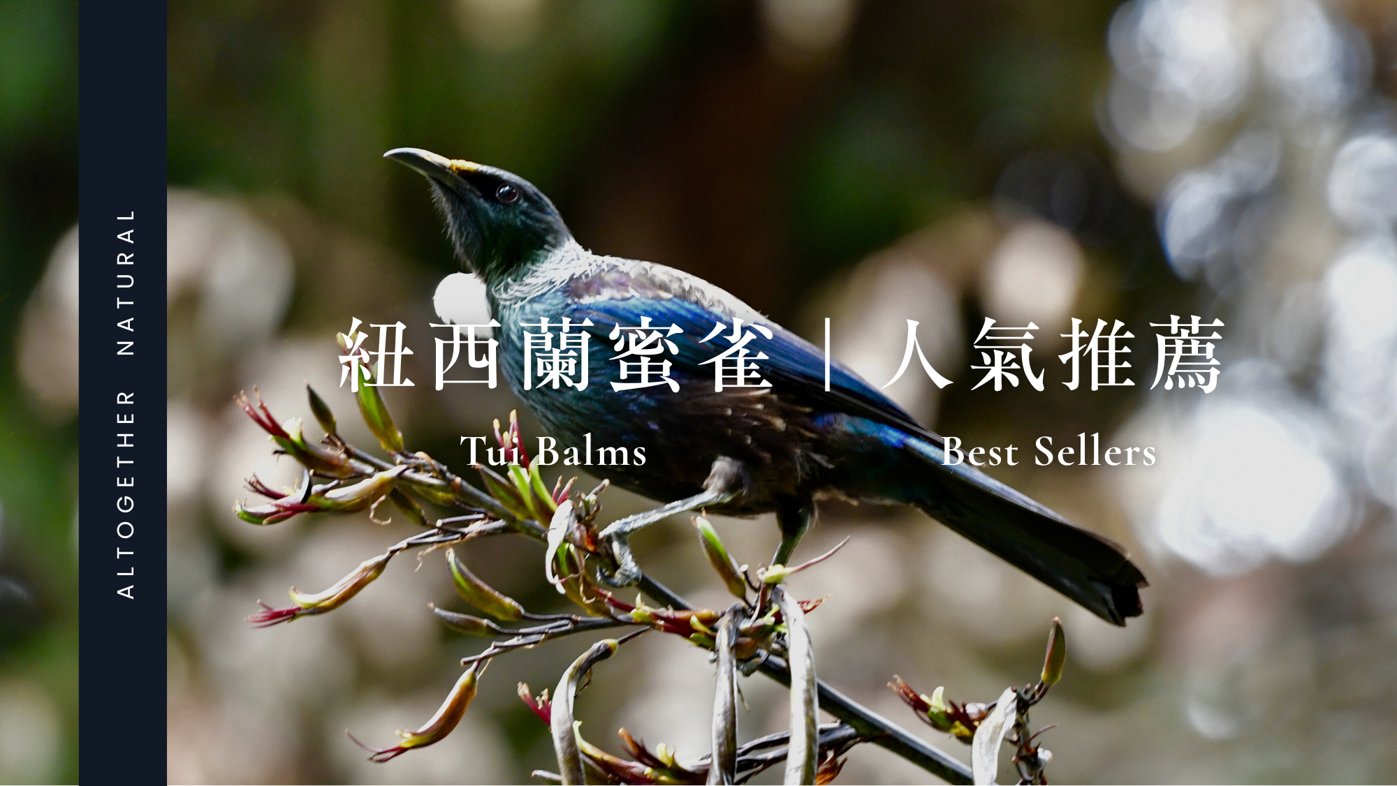 Tui 官網 II (2)