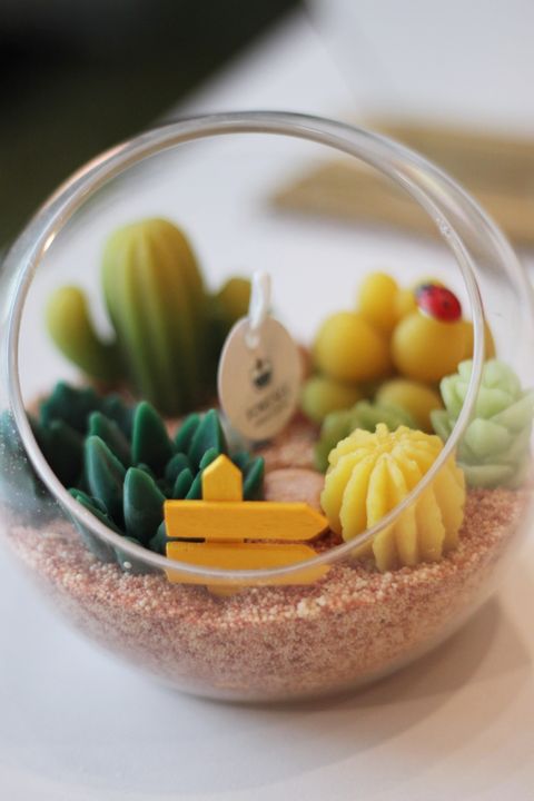 27.Cactus Candle仙人掌蠟燭2