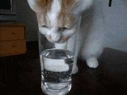 giphy (1)