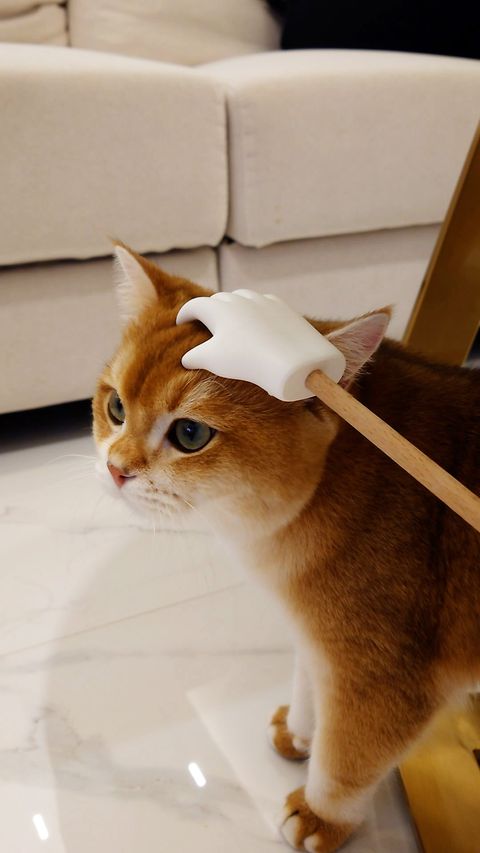 20251017_224244.00_00_37_16.Still002