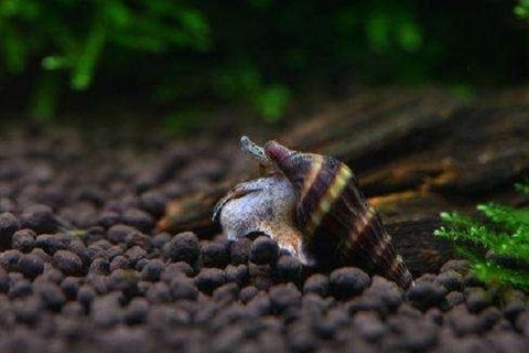 Assassin Snail
