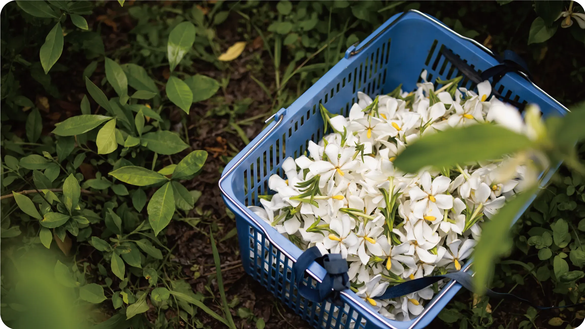 官網-梔子花烏龍2_0