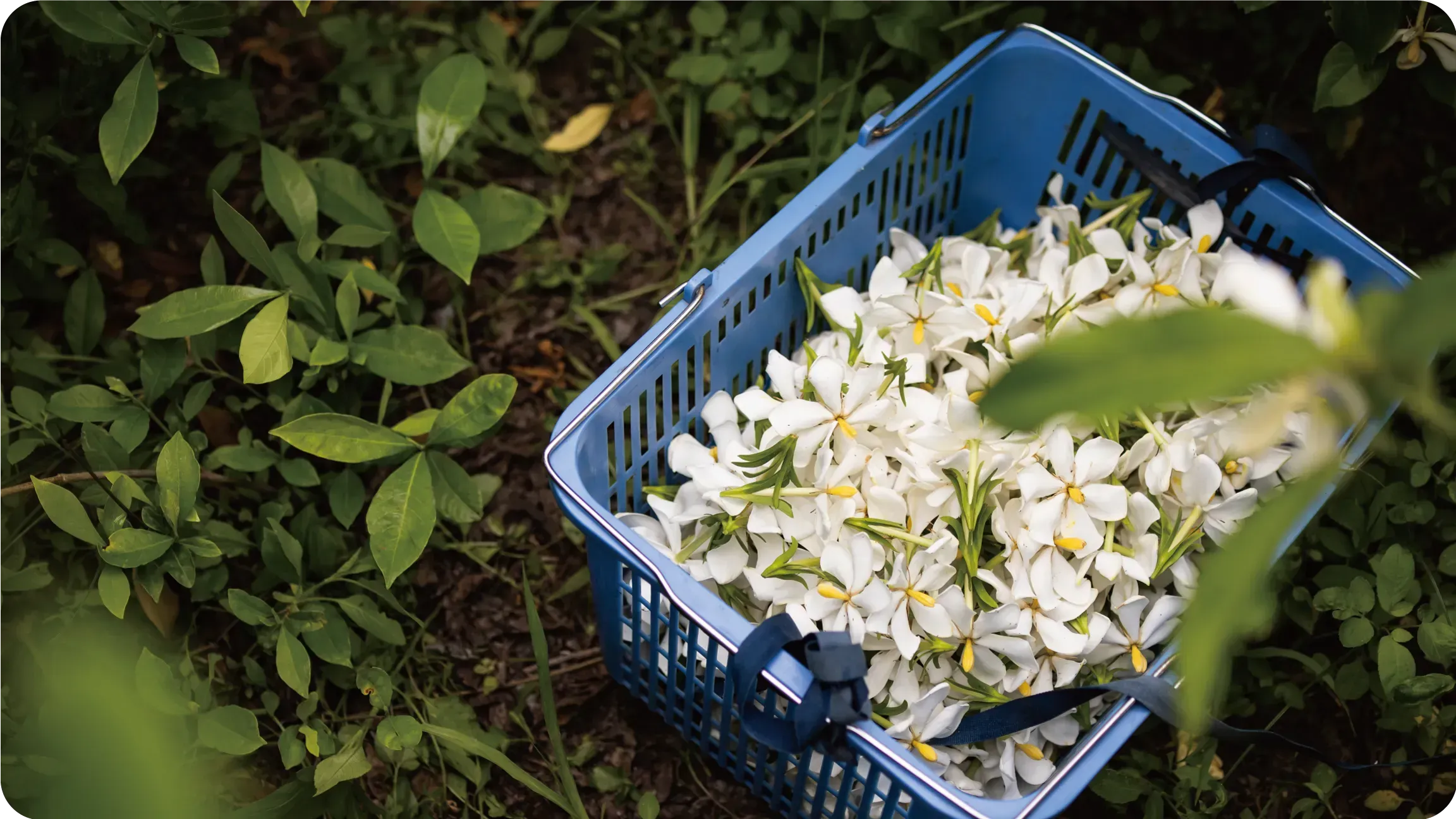 官網-梔子花烏龍2_0