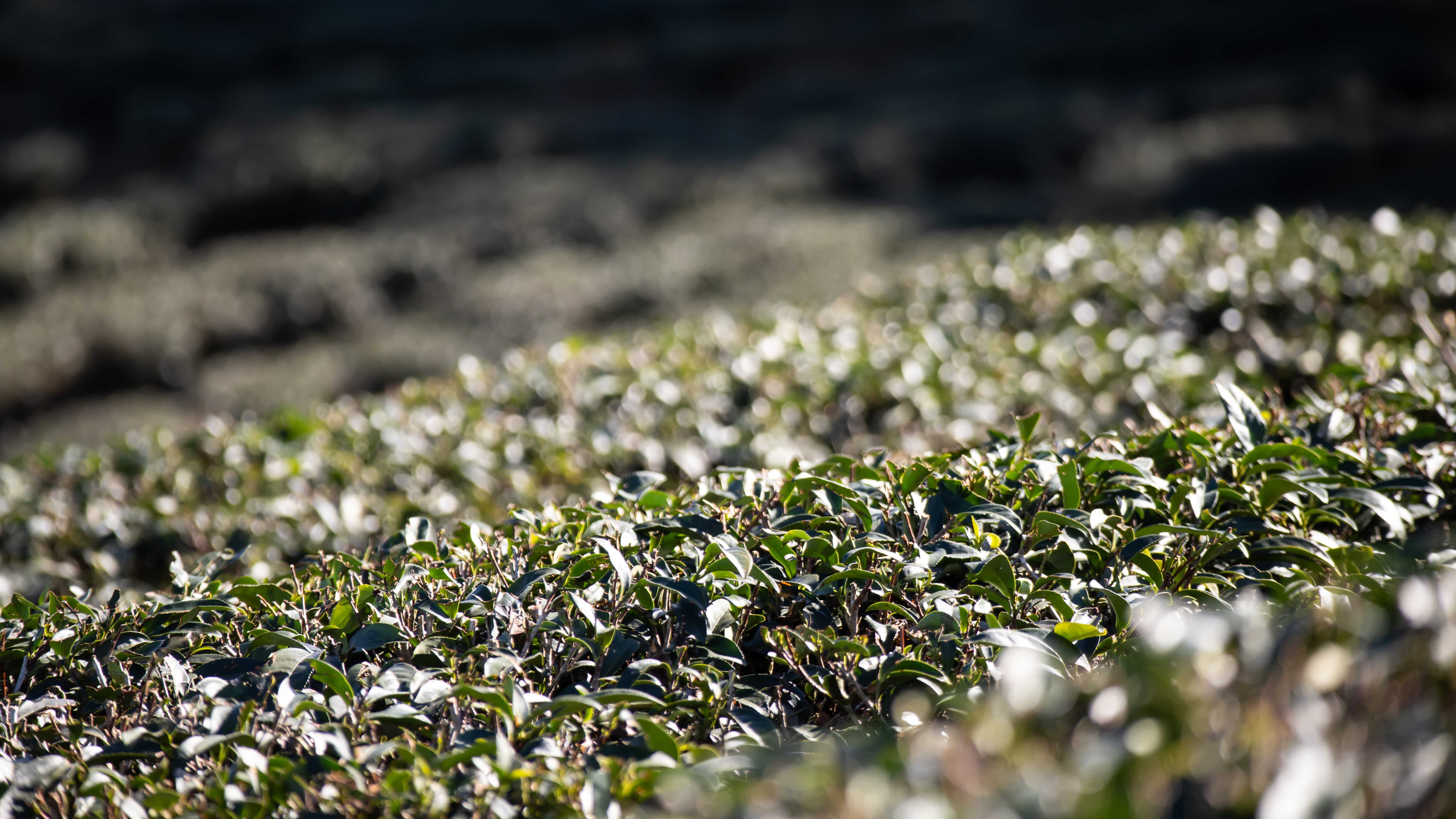 凍頂鳳凰山 | 山生有幸 mountain luck
