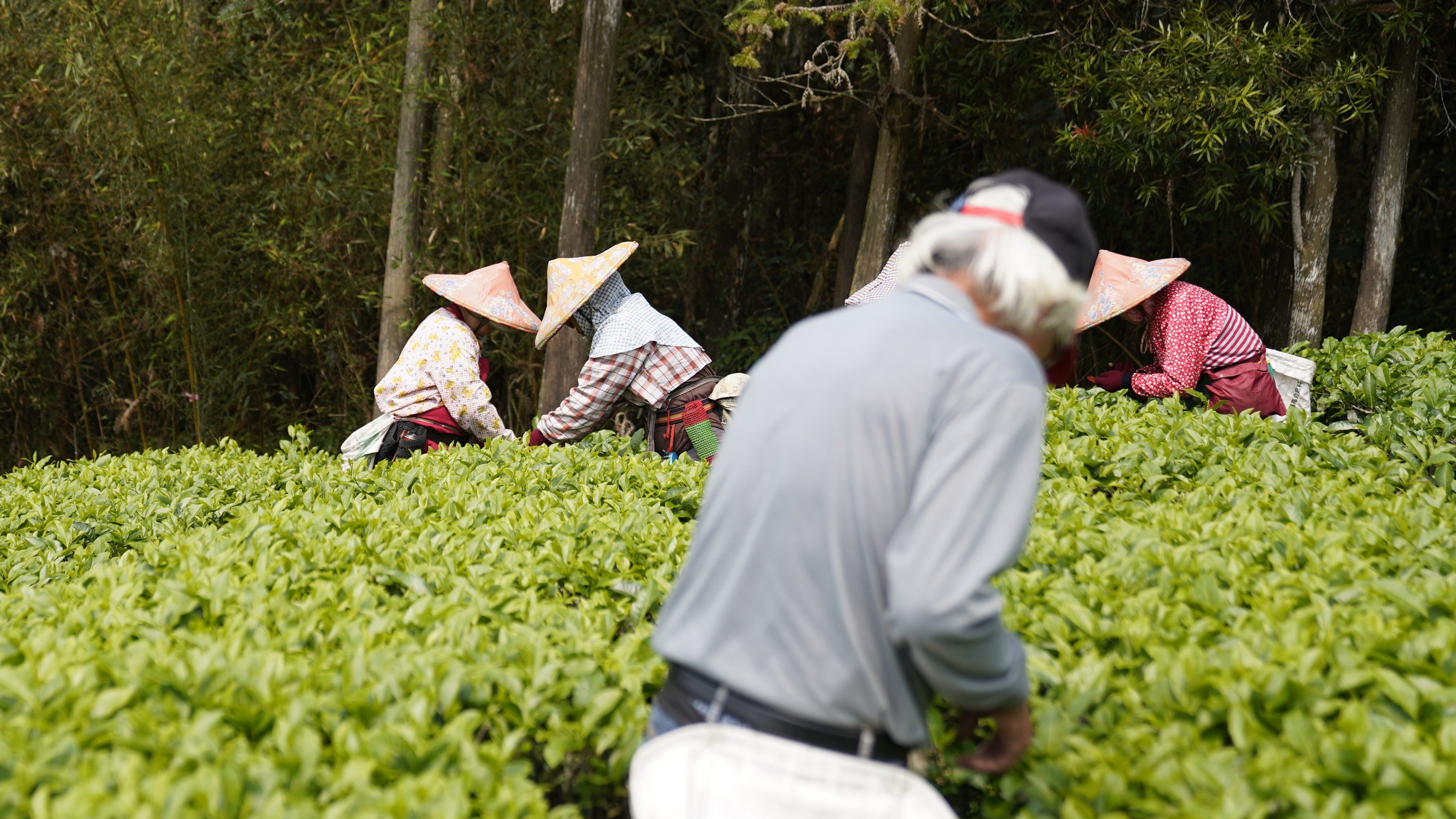 日月潭紅玉 | 山生有幸 mountain luck
