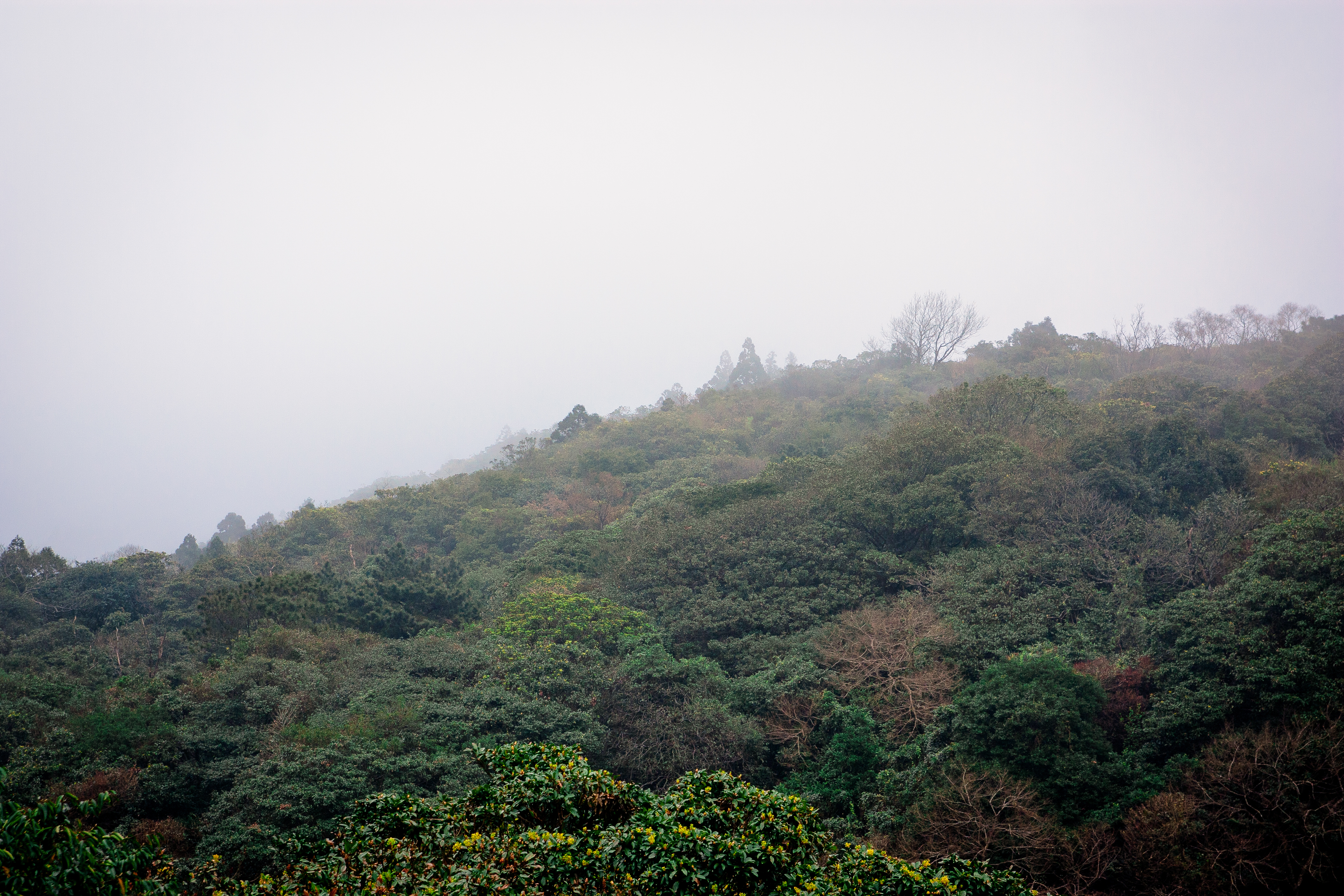 〔 臺灣茶的意志 〕① 世界茶島的開端