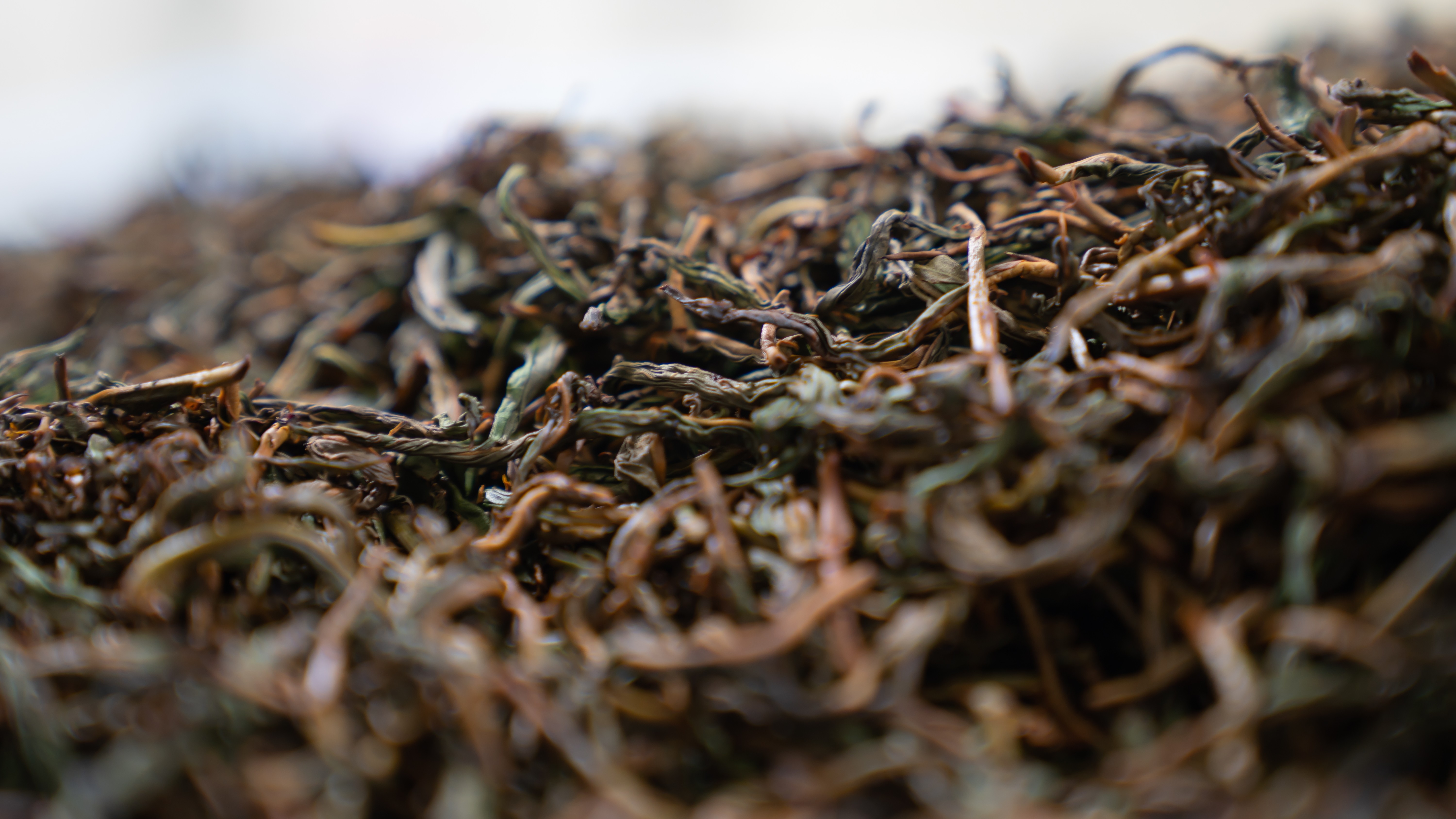 臺茶18號 紅玉