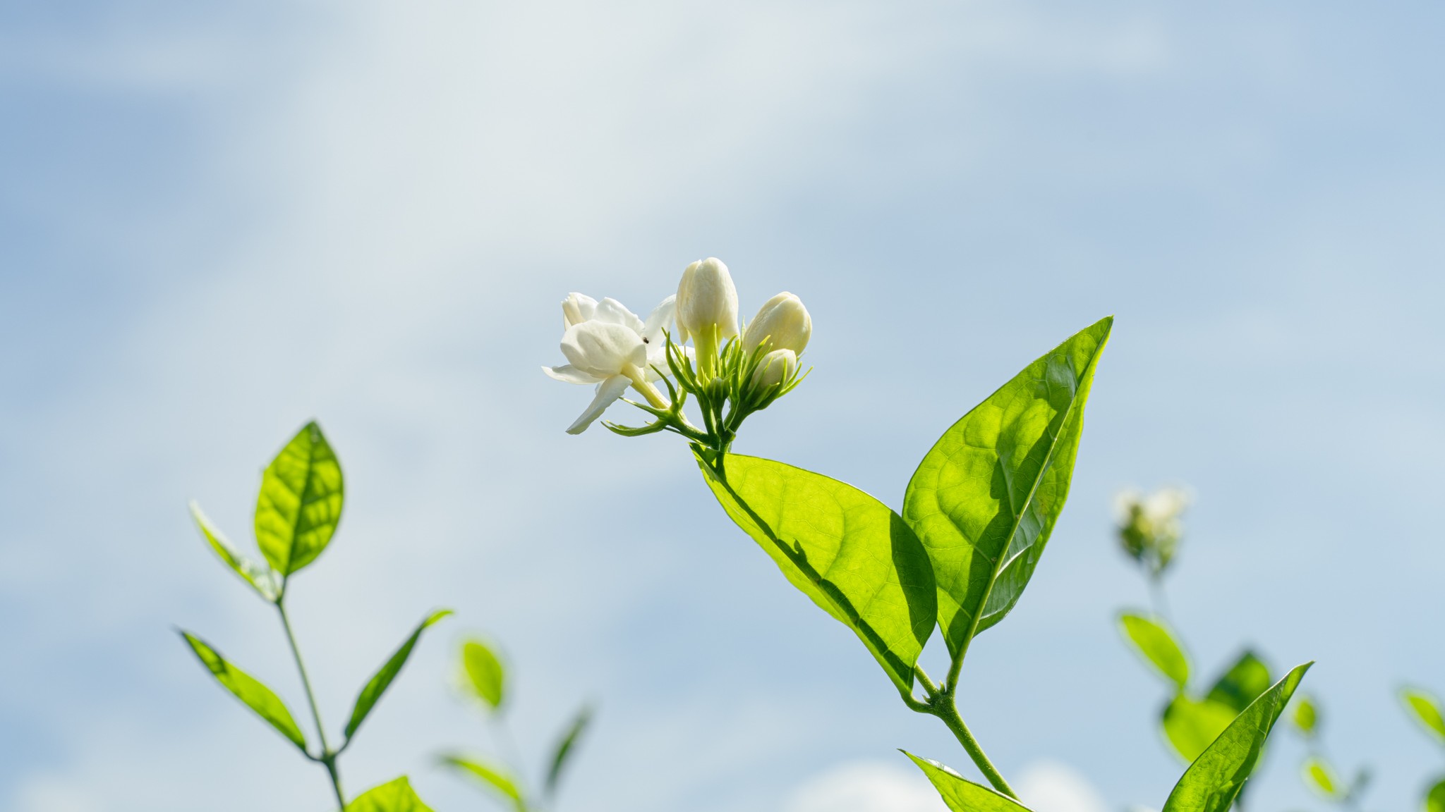 茉莉花