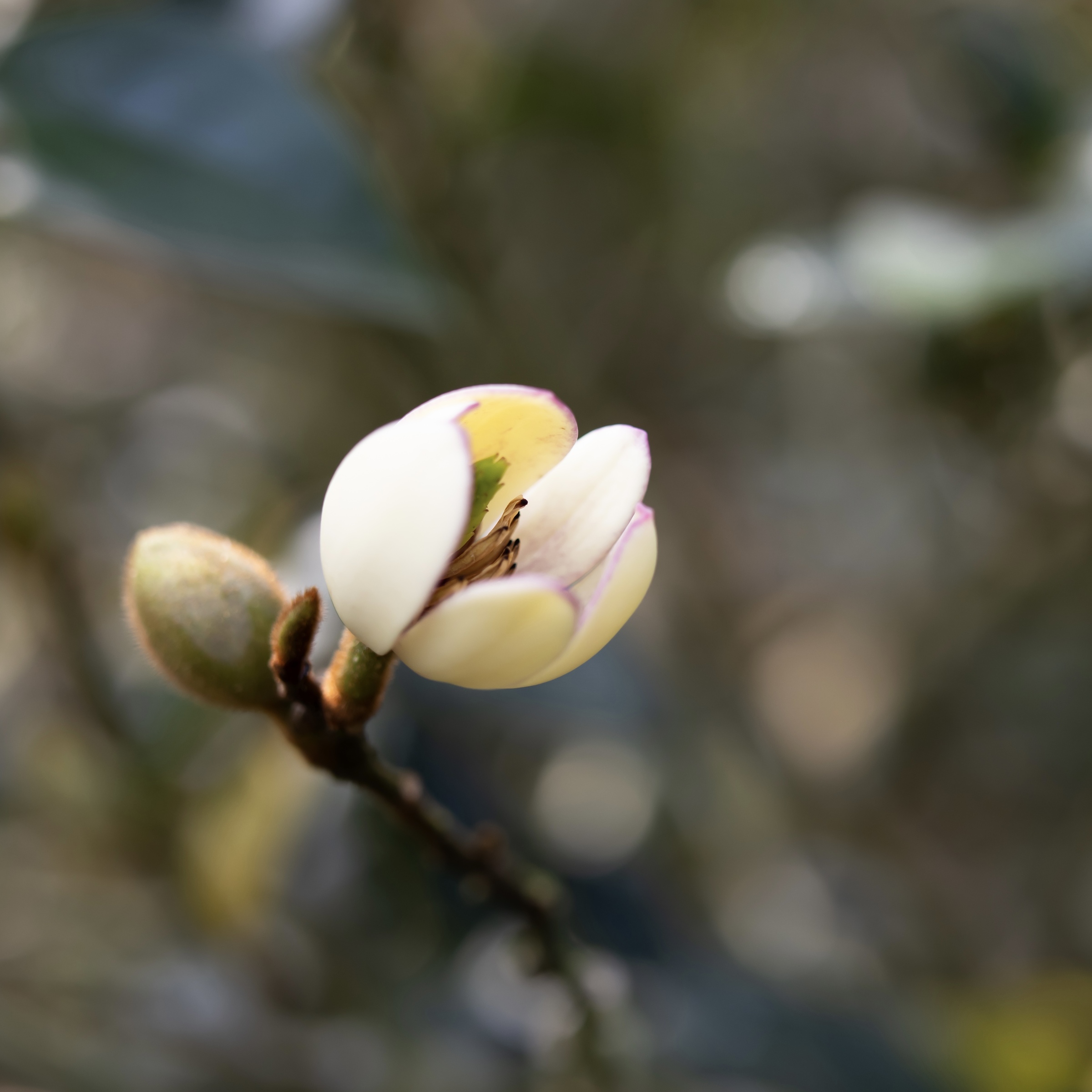 鹿谷 含笑花
