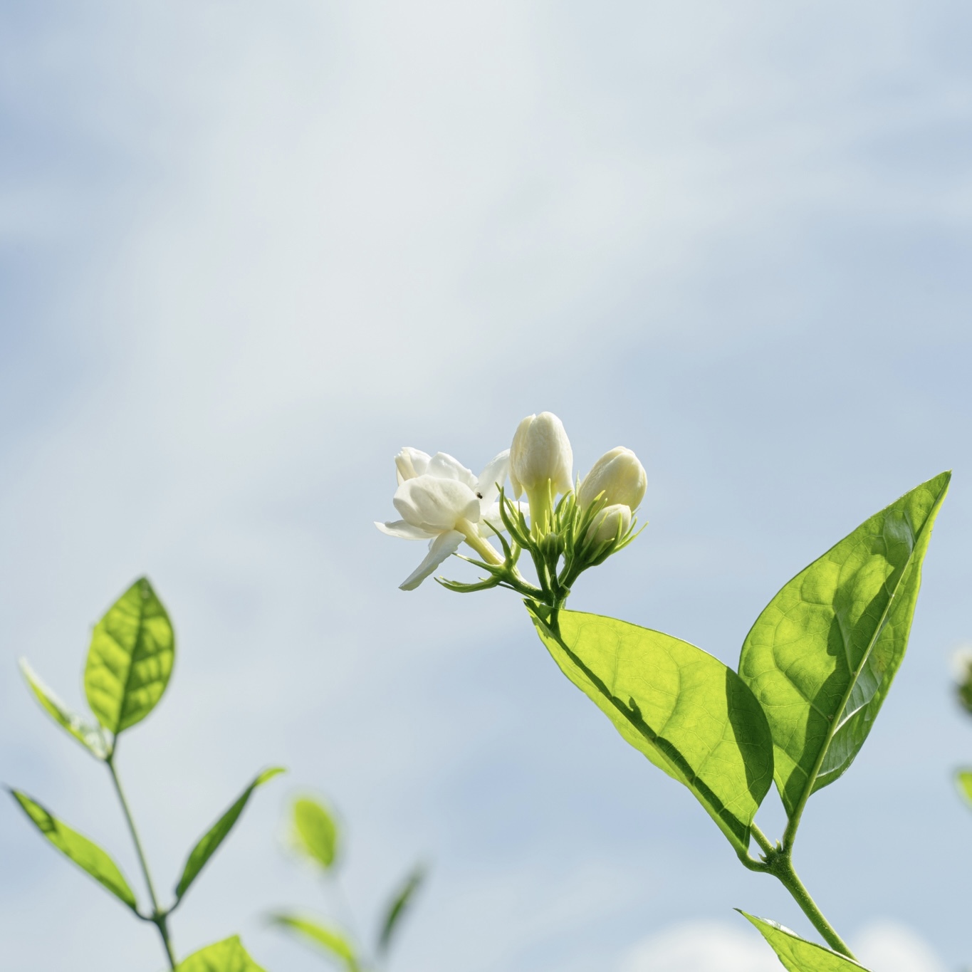 花壇 茉莉花