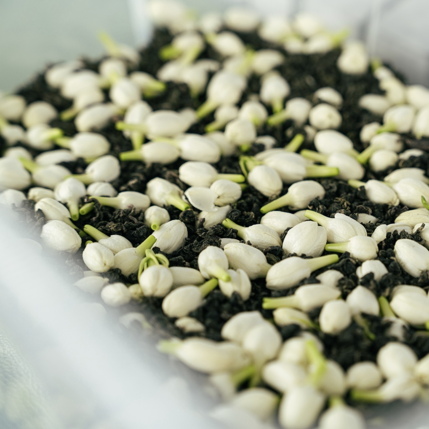茉莉花 烏龍茶
