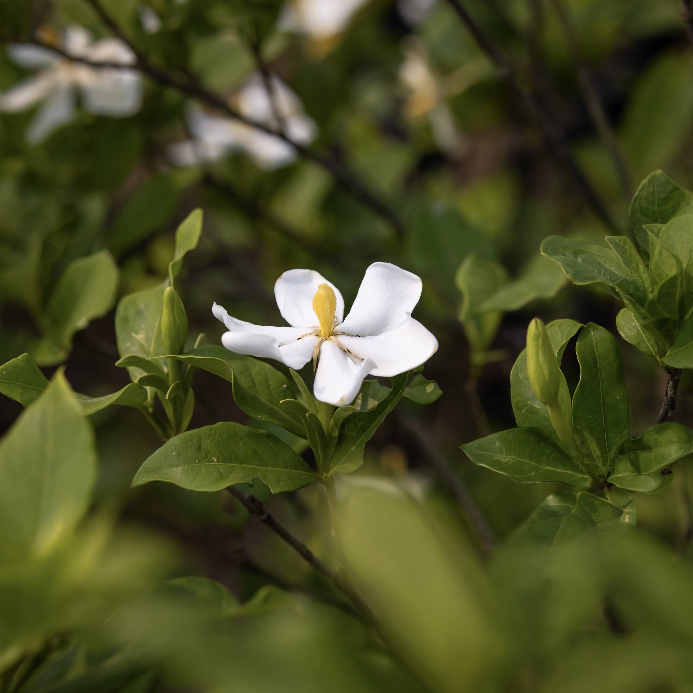 大林 梔子花