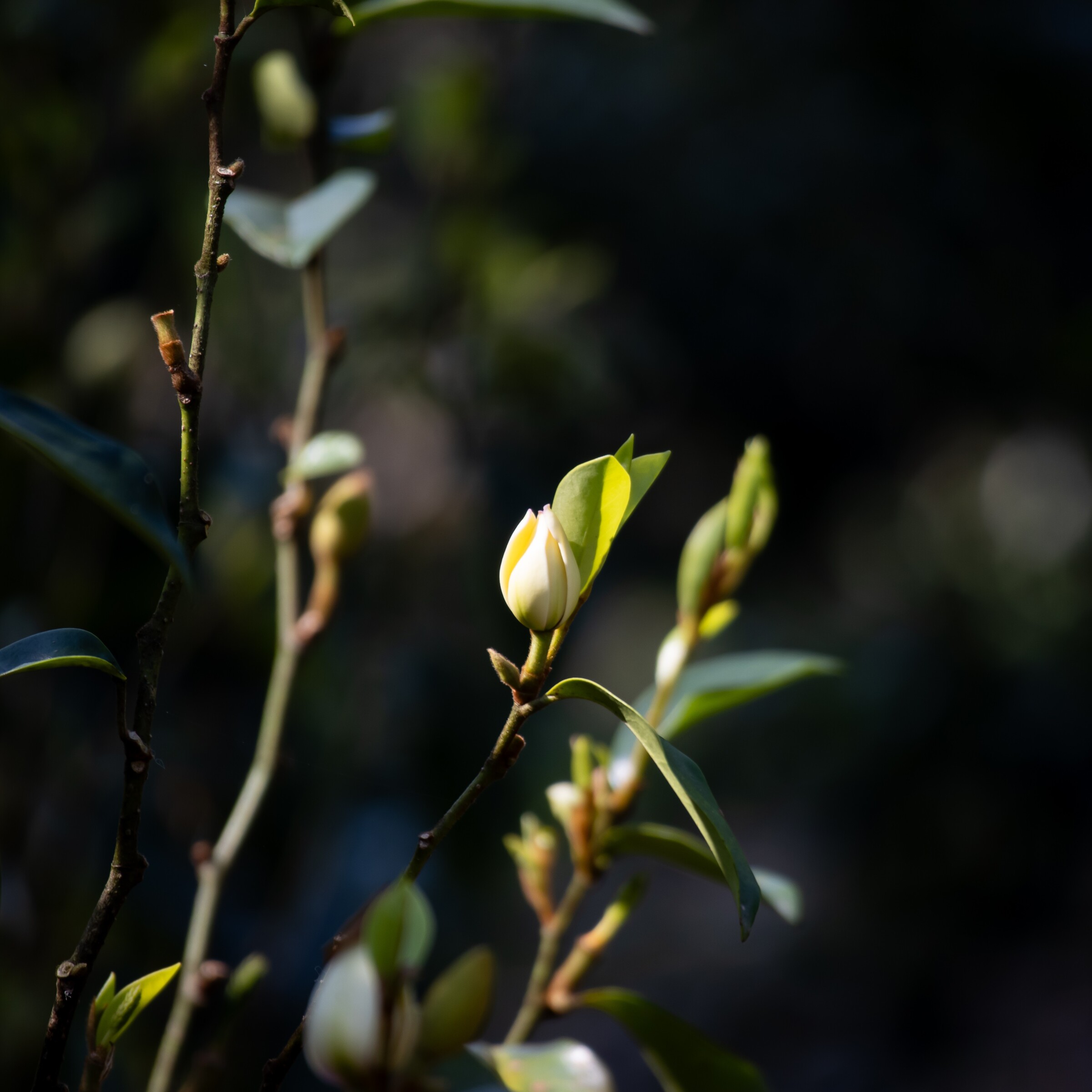1. 含笑花_形象