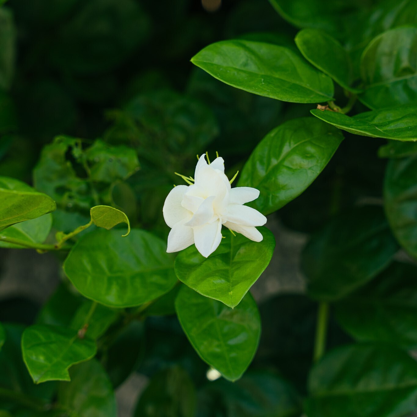 茉莉花烏龍 形象