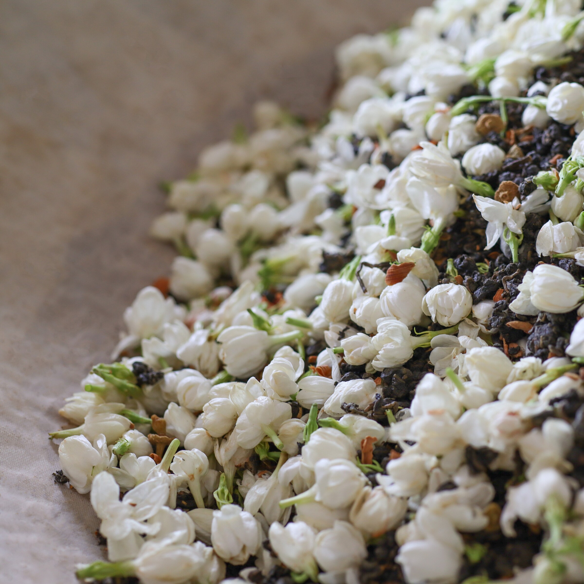 茉莉花烏龍 形象