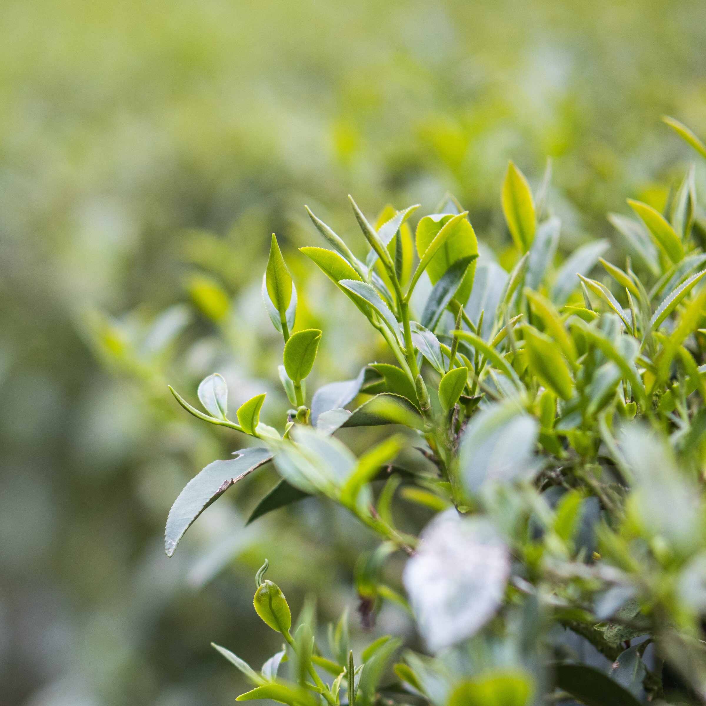 凍頂烏龍茶 形象