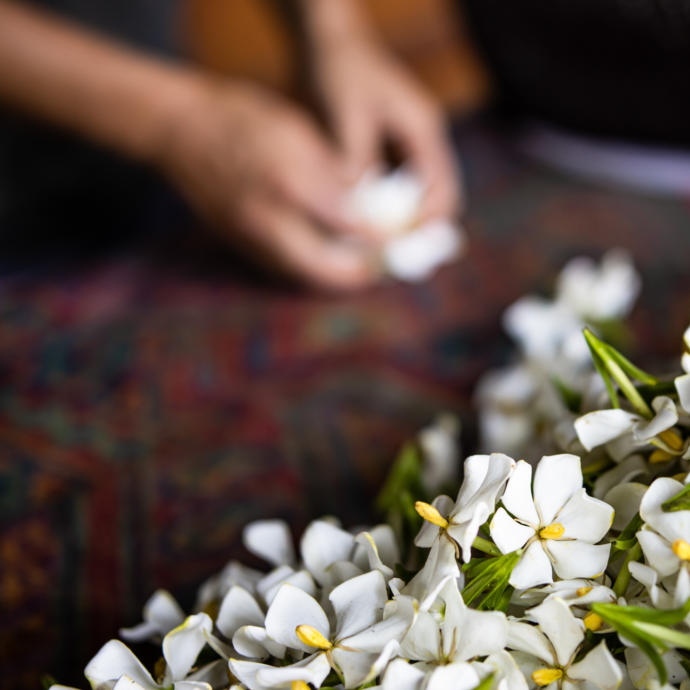 梔子花烏龍茶粉