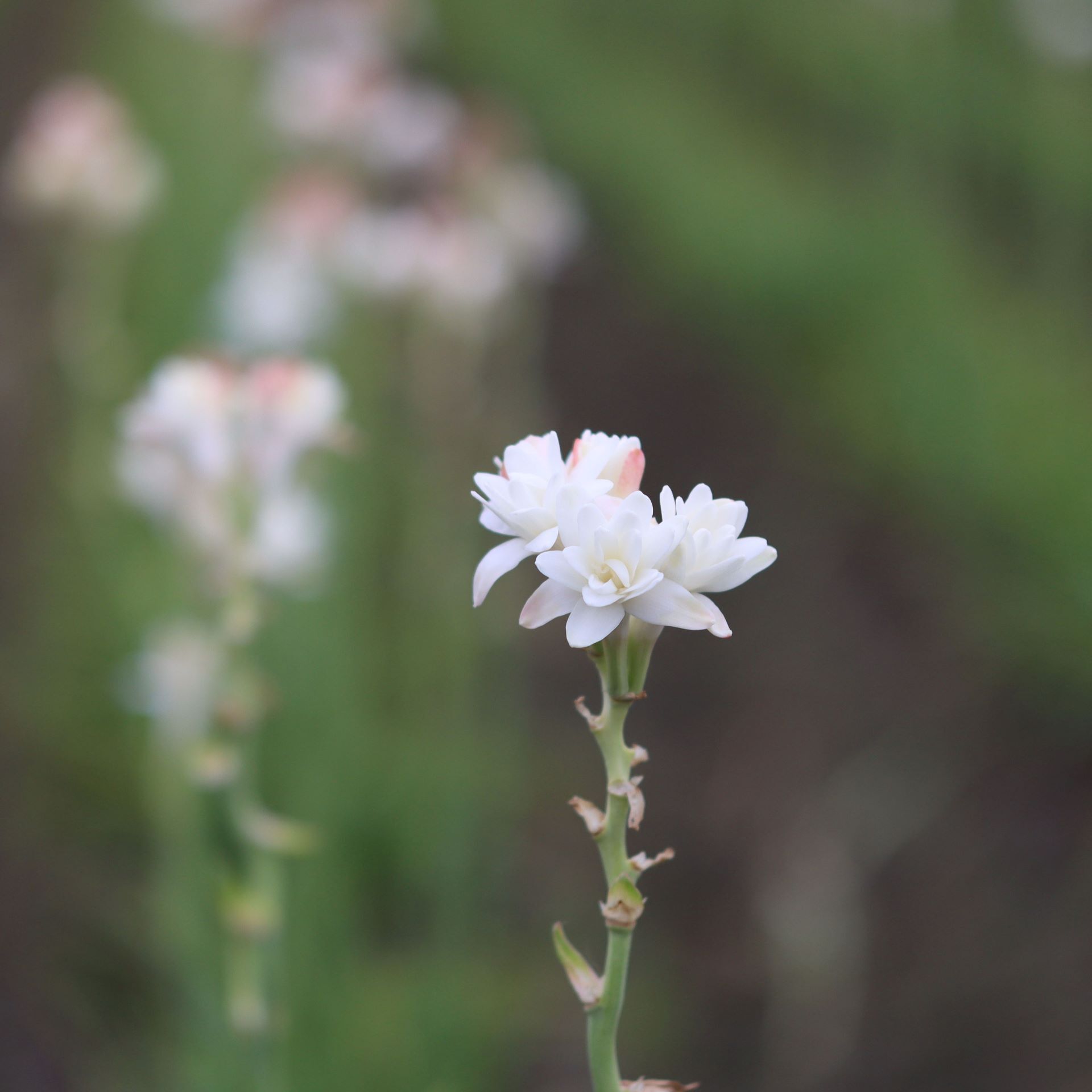晚香玉烏龍茶粉