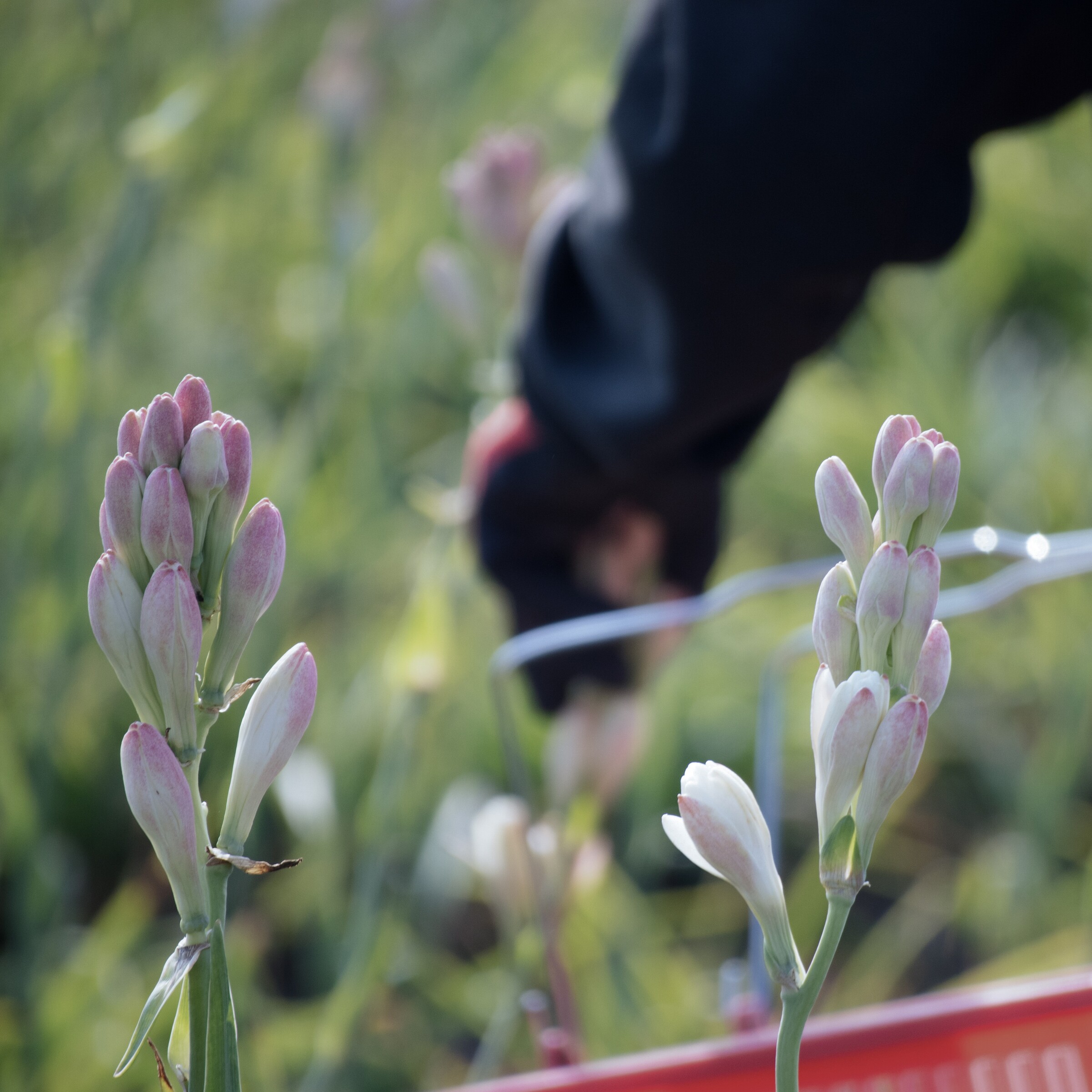 晚香玉烏龍茶粉