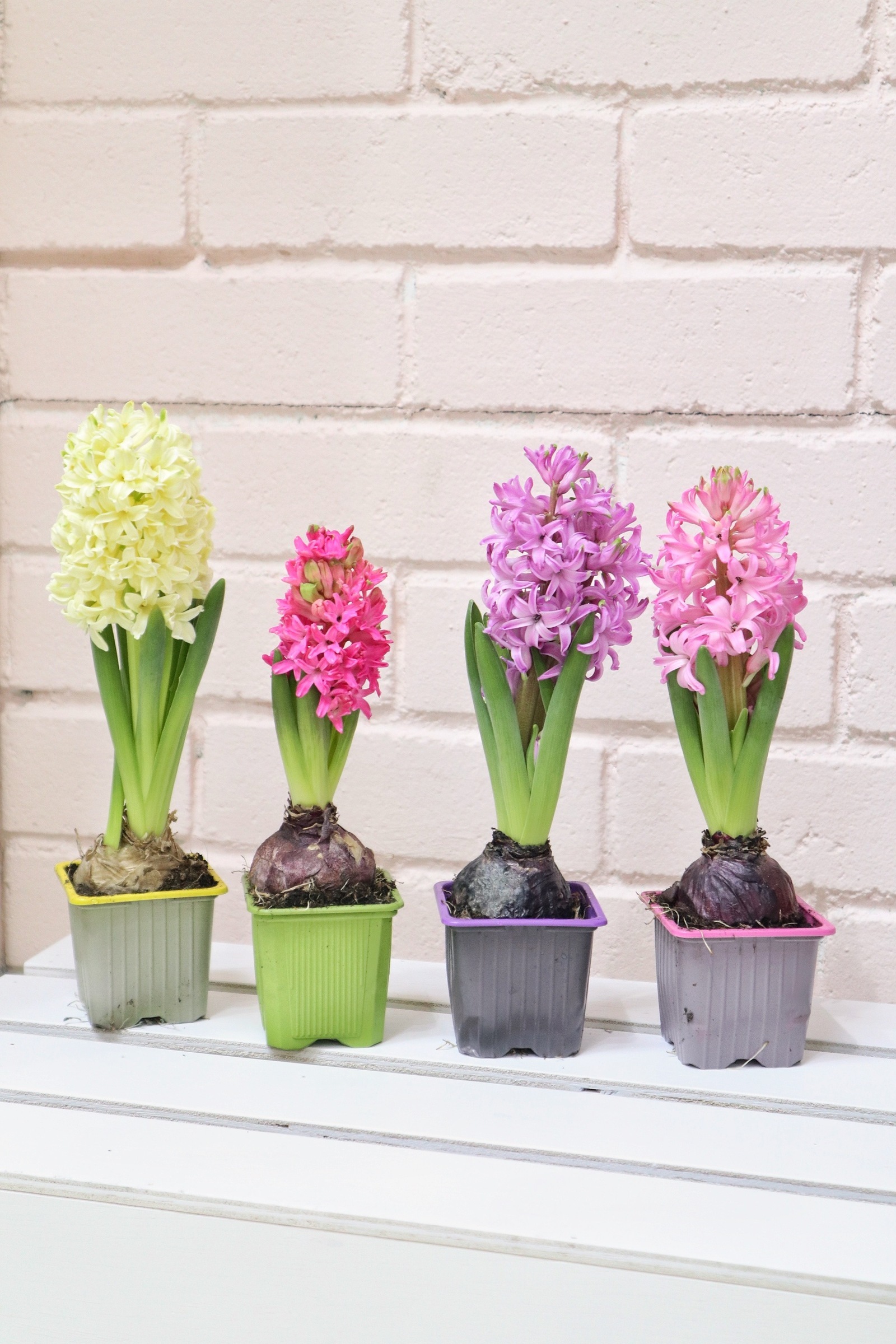 IMG_0147-1738404705447