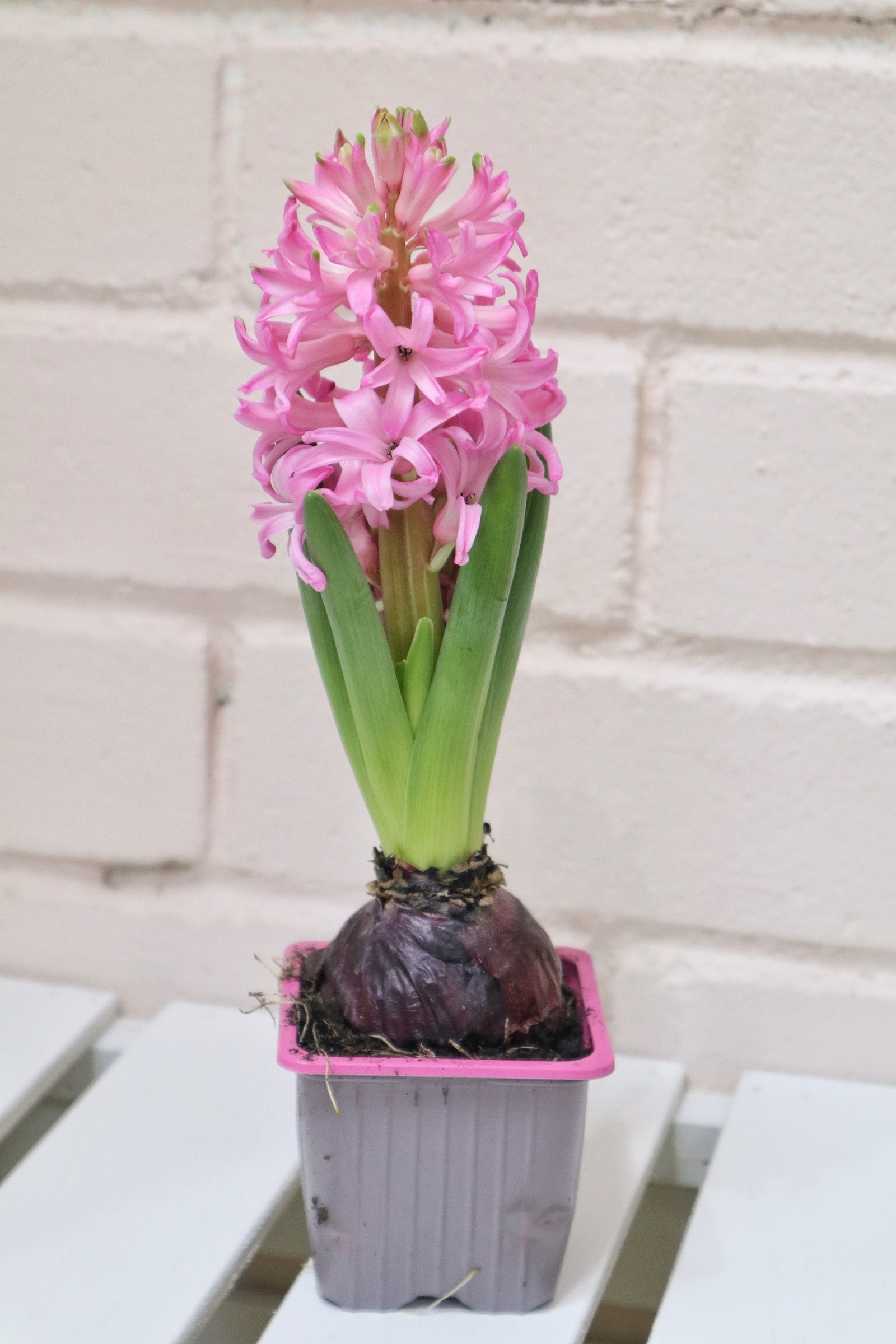 IMG_0150-1738405149321