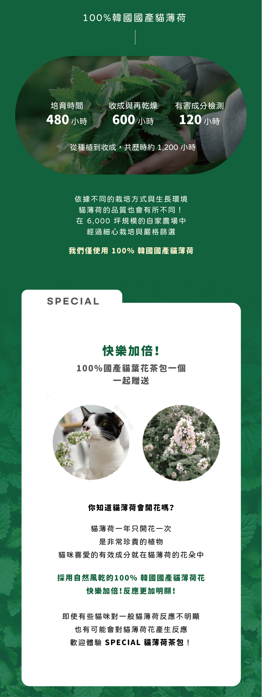 茶包-06