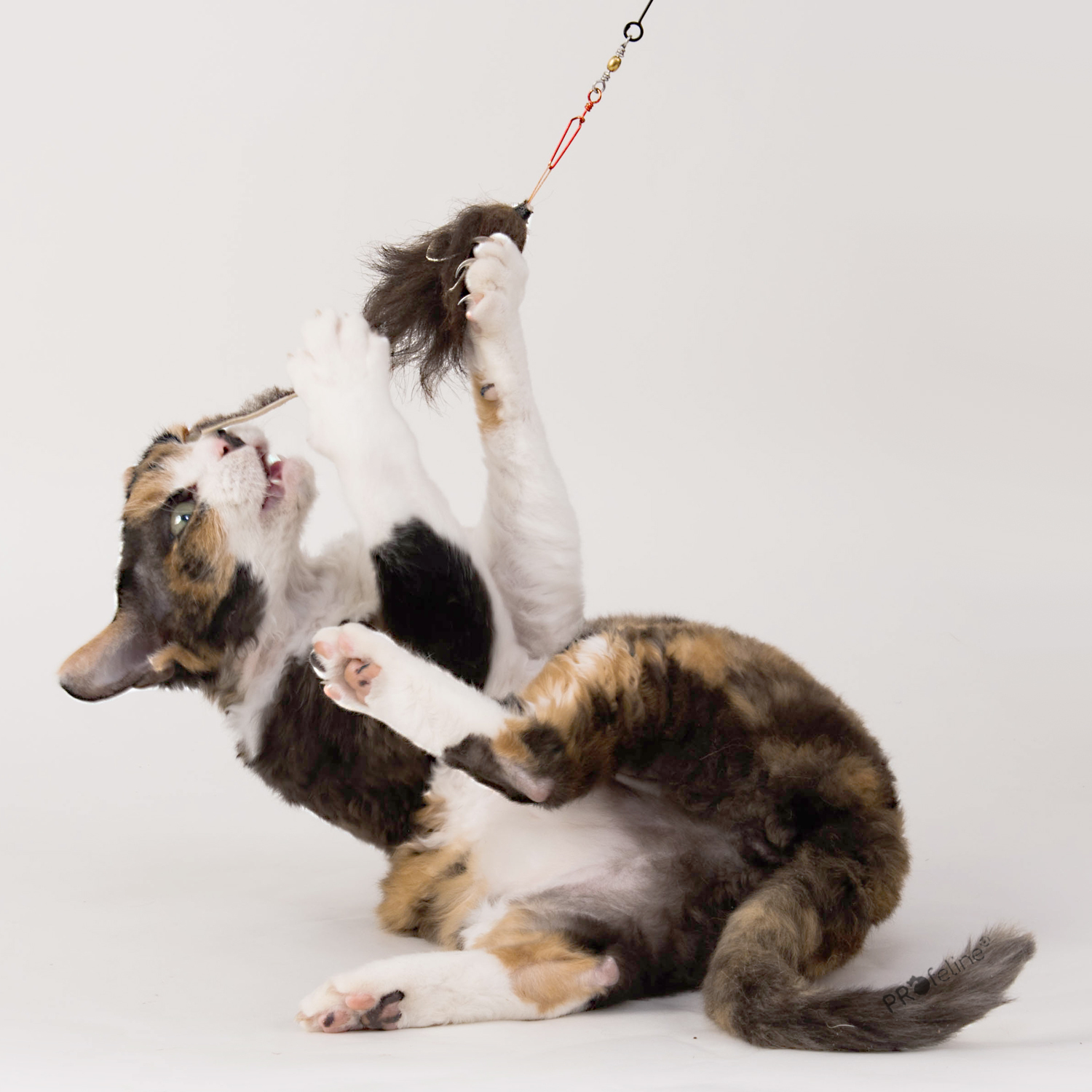 hairy-mouse-refill-cat