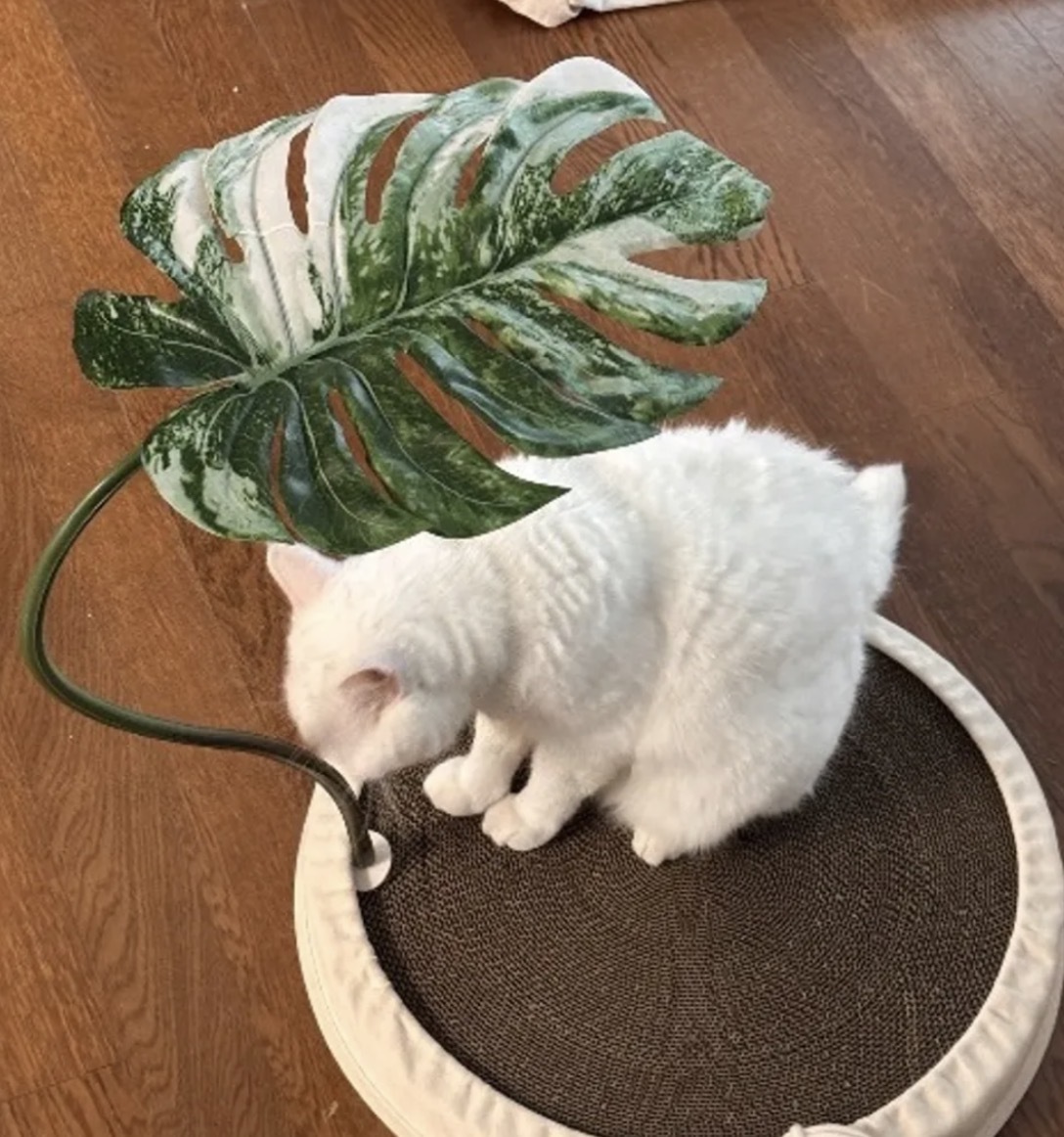 image_A0EB39B1-2C4A-43E8-BA57-A7CAB3E447C8_1764074827