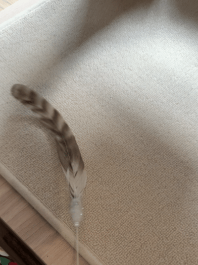 image_87B93D83-95ED-403D-902F-AB3D4C885DB7_1766552942