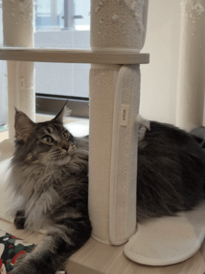 image_A9531B3B-9784-414E-B267-77E63A1B4955_1766553183