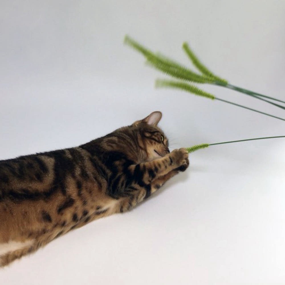 image_8FA4DA66-2A7A-444C-AA48-59D56F131A0A_1764996077