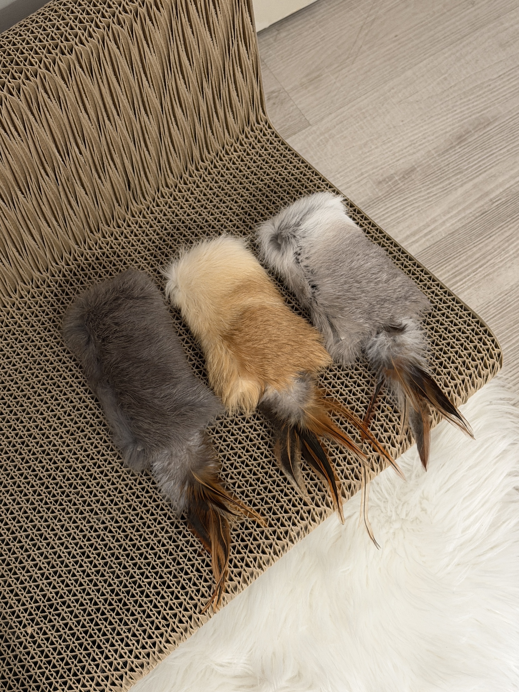 image_E6CD9FF9-9CB3-4511-99E8-D1C3CB6D1686_1767441521